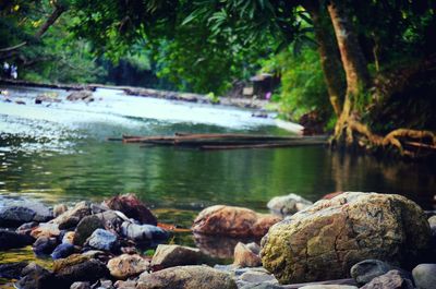 River passing through forest