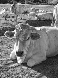 Cow relaxing on field