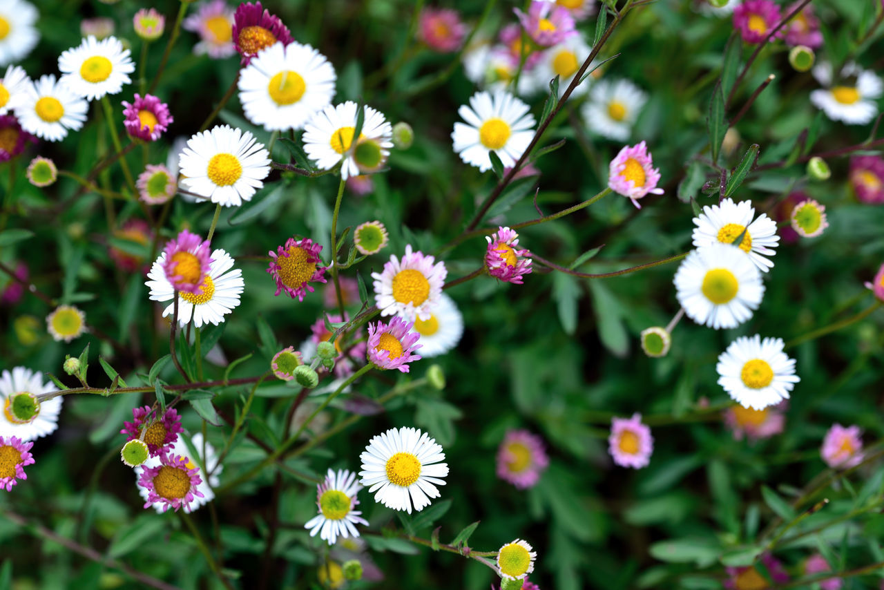 Miniature daisies