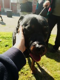 Close-up of person holding dog