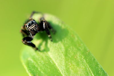 Close-up of jumping spider on green plant