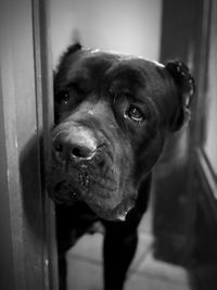 Close-up portrait of dog