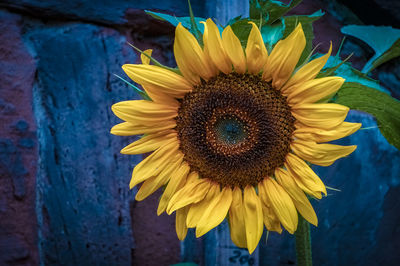 Close-up of sunflower