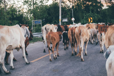 View of cows walking on road