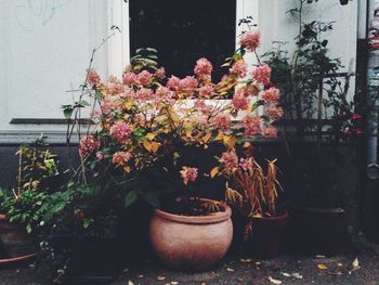 Potted plant on potted plant