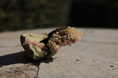 Close-up of ice cream on table