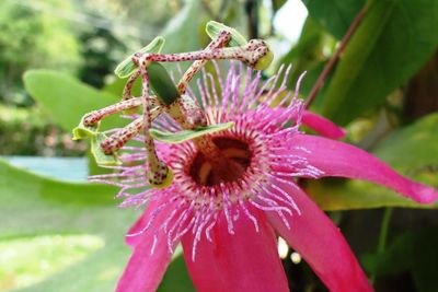 Close-up of pink flower blooming outdoors