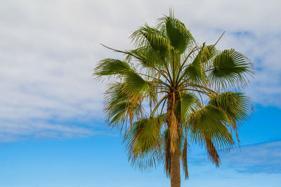 Low angle view of palm tree against sky