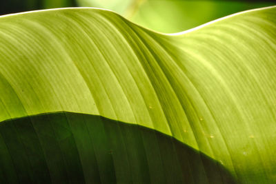 Close-up of plant