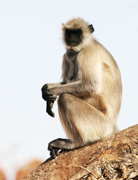 Side view of langur sitting on tree against clear sky