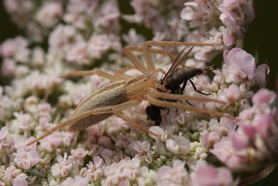 Close-up of insect on pink flowers