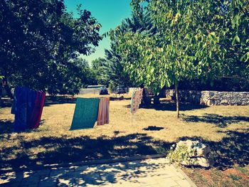 Trees on sunny day