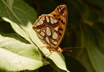 Close-up of butterfly on leaf