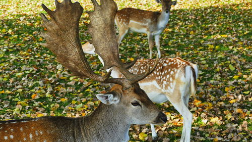 Deer standing in a forest