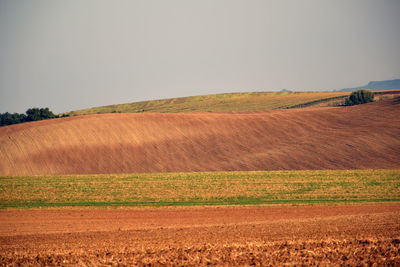 Scenic view of field against clear sky