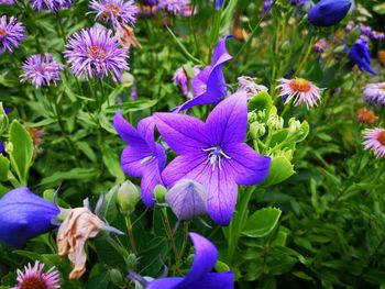 Close-up of purple flowering plants