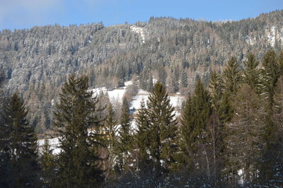 Trees in forest against sky