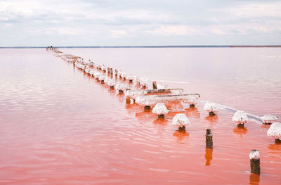 Salty pink lake in crimea