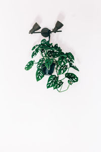High angle view of plant against white background