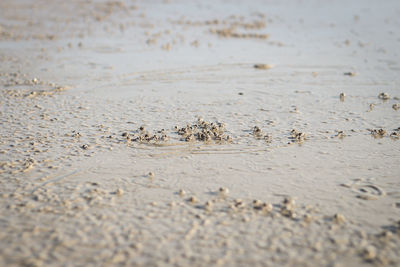 Close-up of crab on beach