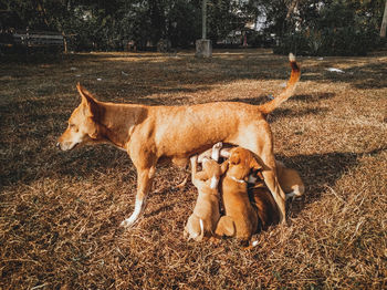 View of dogs on field