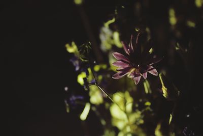 Close-up of purple flowering plant