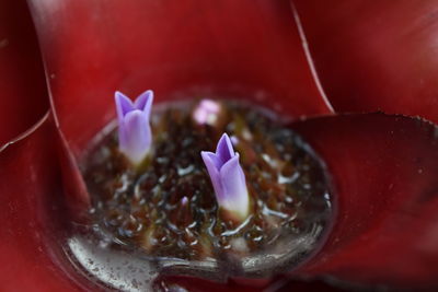 Close-up of water drops on pink rose