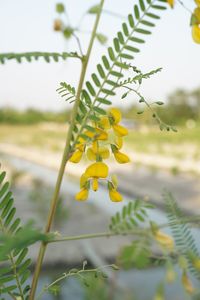 Close-up of yellow flowering plant on field
