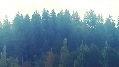 Scenic view of trees against sky