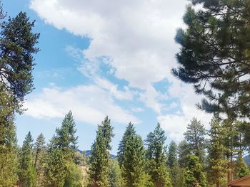 Low angle view of trees against sky