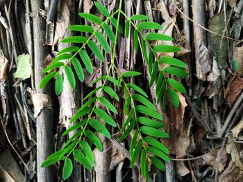 High angle view of bamboo plants