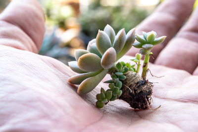 Close-up of hand holding plant