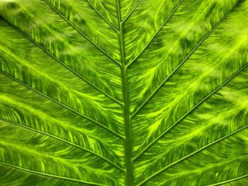 Close-up of palm tree leaves