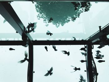 Close-up of silhouette birds swimming in aquarium against sky