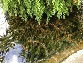 High angle view of plants