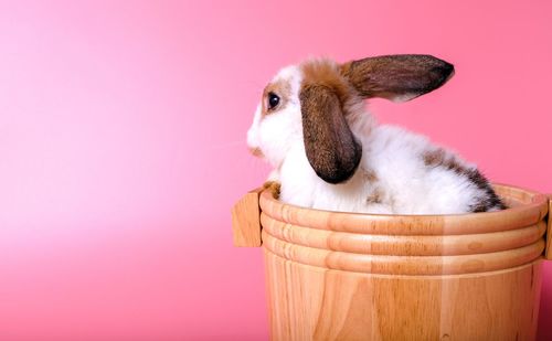 Close-up of a rabbit over pink background