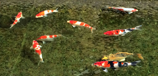 koi carp