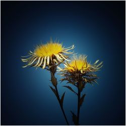 Low angle view of yellow flower against blue sky