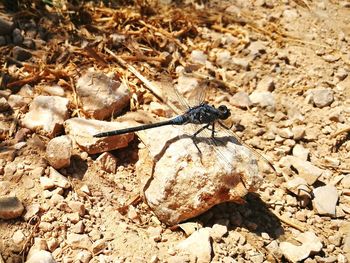 High angle view of insect on rock