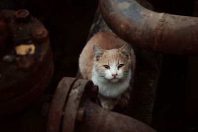 Close-up portrait of cat