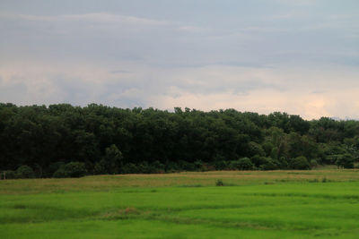 Trees on field against sky