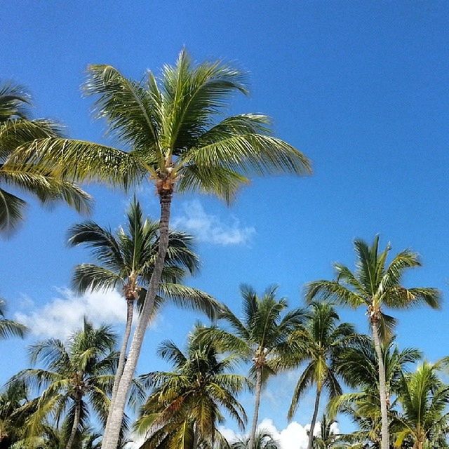 palm tree, tree, low angle view, blue, coconut palm tree, growth, tranquility, tree trunk, sky, nature, beauty in nature, tropical tree, tranquil scene, tropical climate, scenics, palm leaf, tall - high, clear sky, palm frond, day