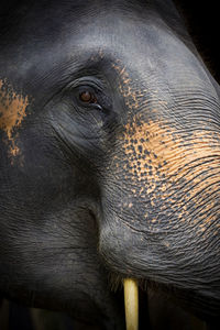 Close up of elephant, dramatic portrait animal.