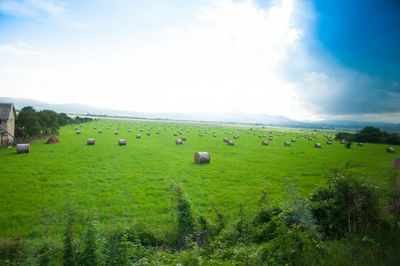 Scenic view of agricultural field against sky