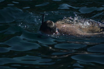 Portrait of woman swimming in sea