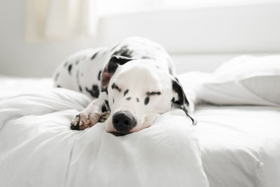 Close-up of a dog sleeping in bed
