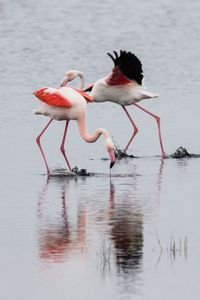 Birds in calm water