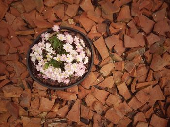 High angle view of flowering plant