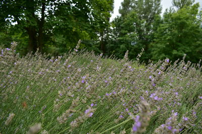 Fresh purple flowering plants and trees on field