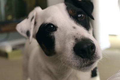 Close-up portrait of dog at home